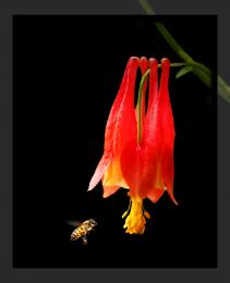 flower with bee Picture